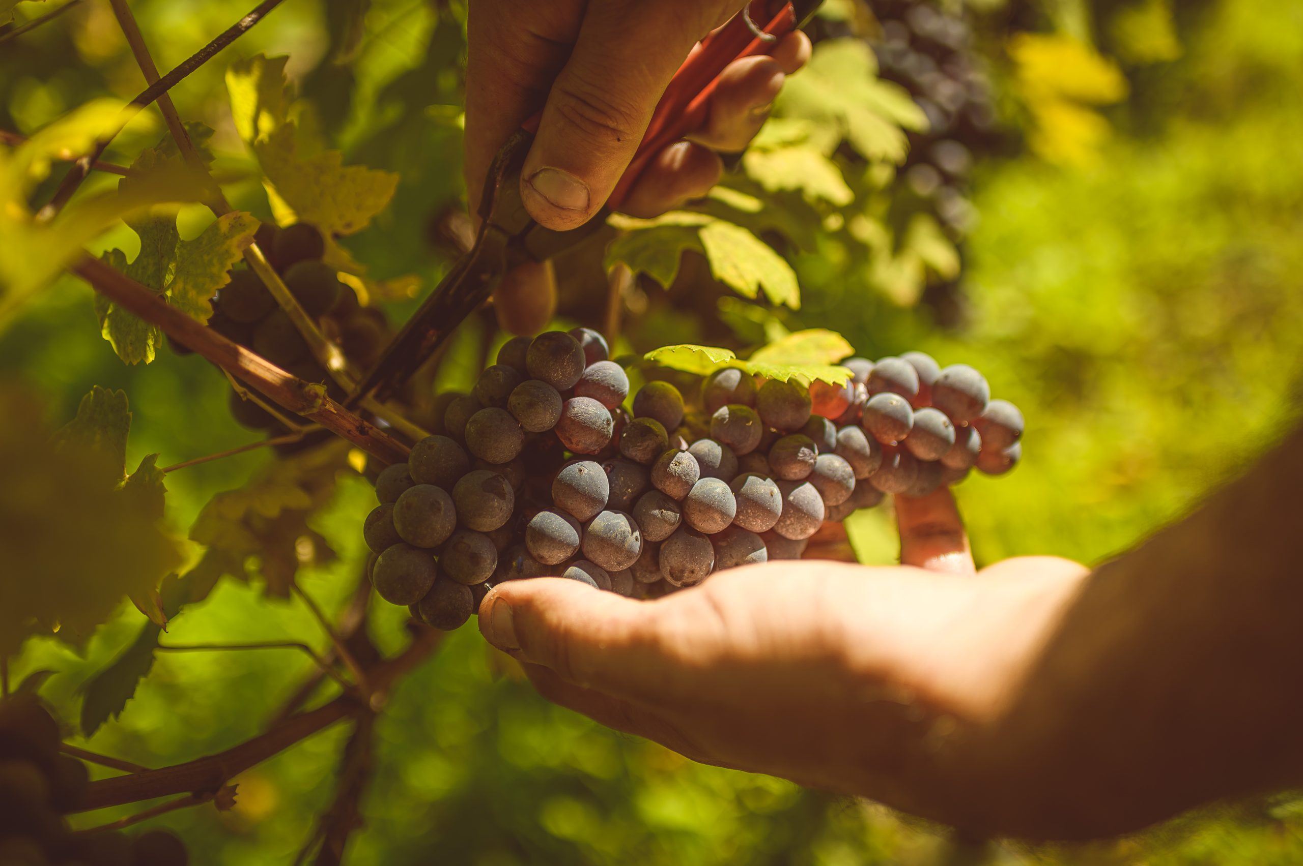 Raccolta manuale di grappoli d’uva matura in vigneto
