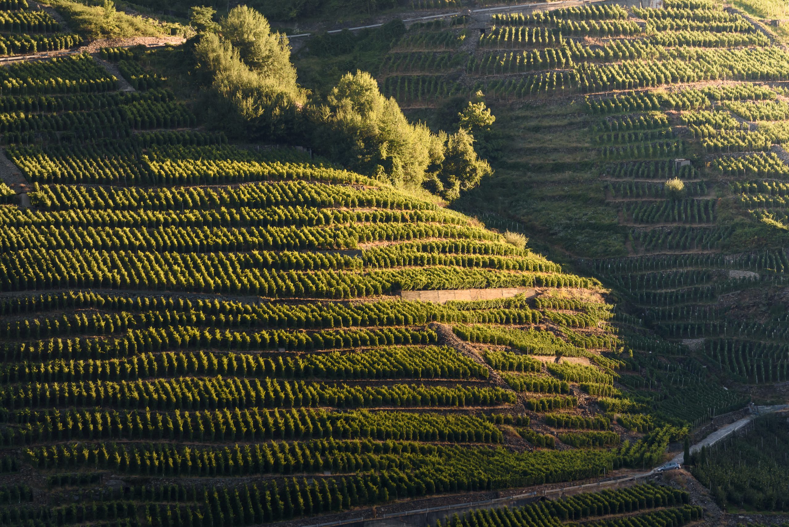 Vigneti terrazzati su pendii montani illuminati dal sole