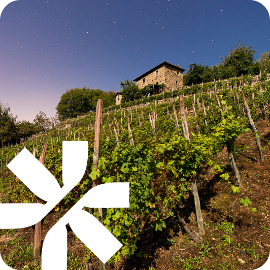 Vigneto terrazzato su pendio con casa rurale in pietra sotto cielo stellato