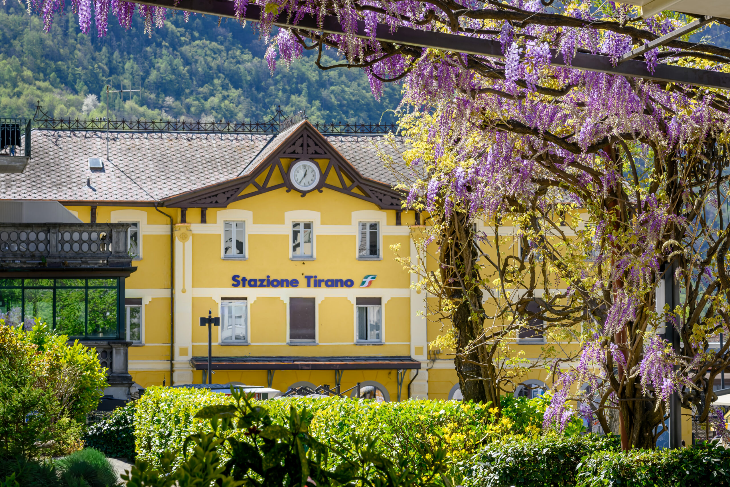 Yellow Stazione Tirano railway station with a clock on the gable, framed by purple wisteria vines and green hills in the background.